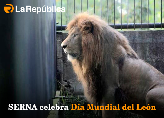 SERNA celebra Día Mundial del León - Cover Image