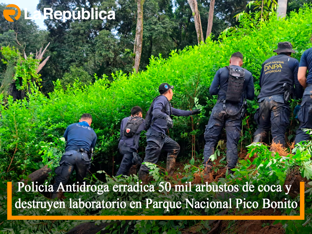 Policía Antidroga erradica 50 mil arbustos de coca y destruyen laboratorio en Parque Nacional Pico Bonito - Cover Image