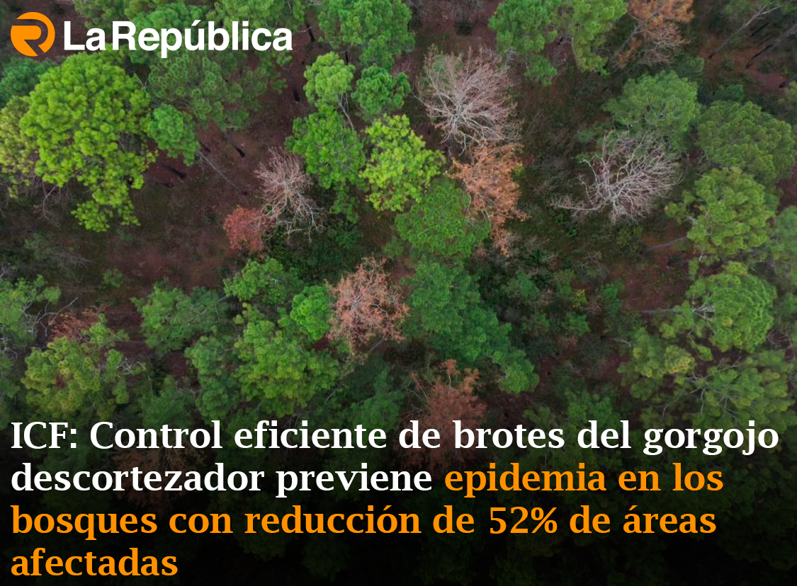 ICF: Control eficiente de brotes del gorgojo descortezador previene epidemia en los bosques con reducción de 52% de áreas afectadas - Cover Image