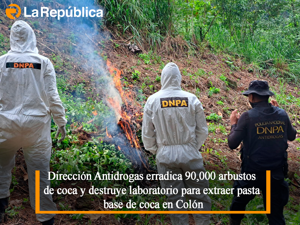 Dirección Antidrogas erradica 90,000 arbustos de coca y destruye laboratorio para extraer pasta base de coca en Colón - Cover Image