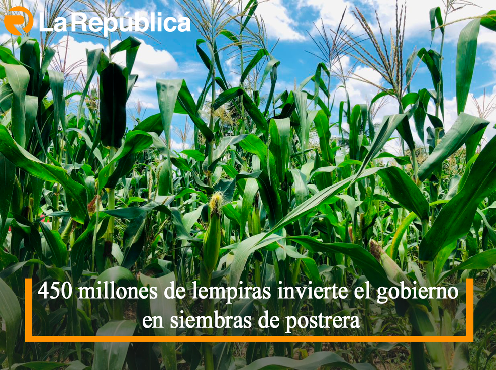 450 millones de lempiras invierte el gobierno en siembras de postrera - Cover Image